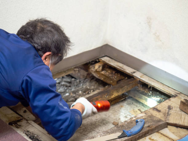 Trusted Madison, NC Mold Removal Experts