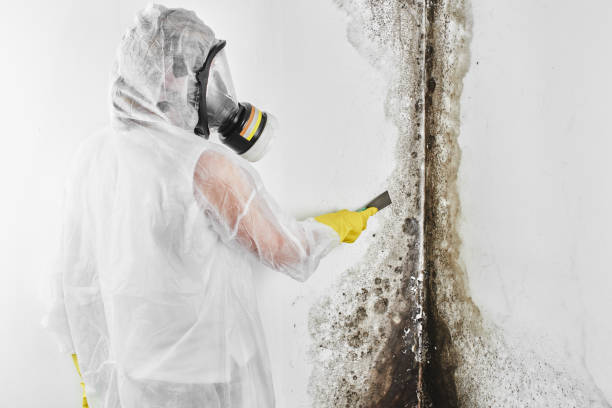 Best Commercial Mold Removal  in Madison, NC