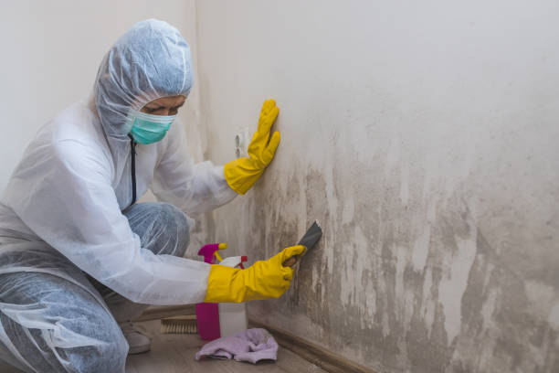 Best Certified Mold Removal  in Madison, NC