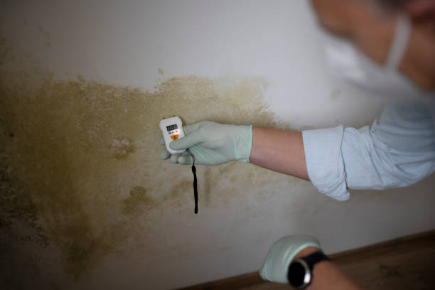 Best Same-Day Mold Removal  in Madison, NC