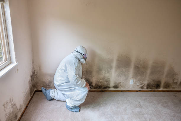 Best Professional Mold Removal  in Madison, NC