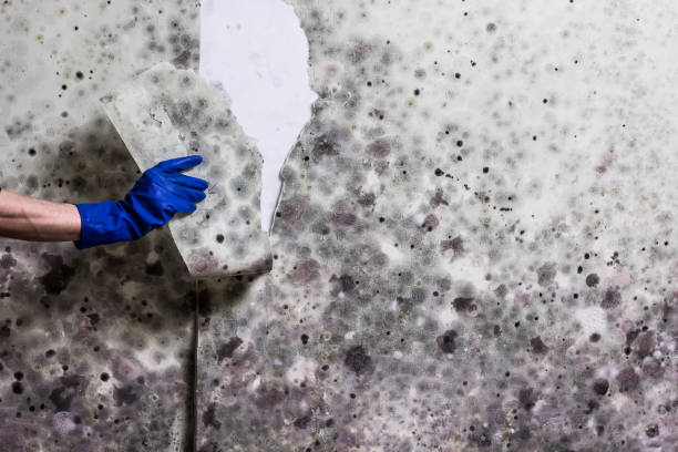 Best Mold Cleaning Services  in Madison, NC