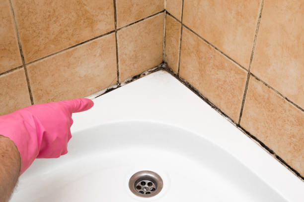 Best Attic Mold Removal  in Madison, NC